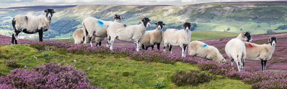 Sheep near Reeth