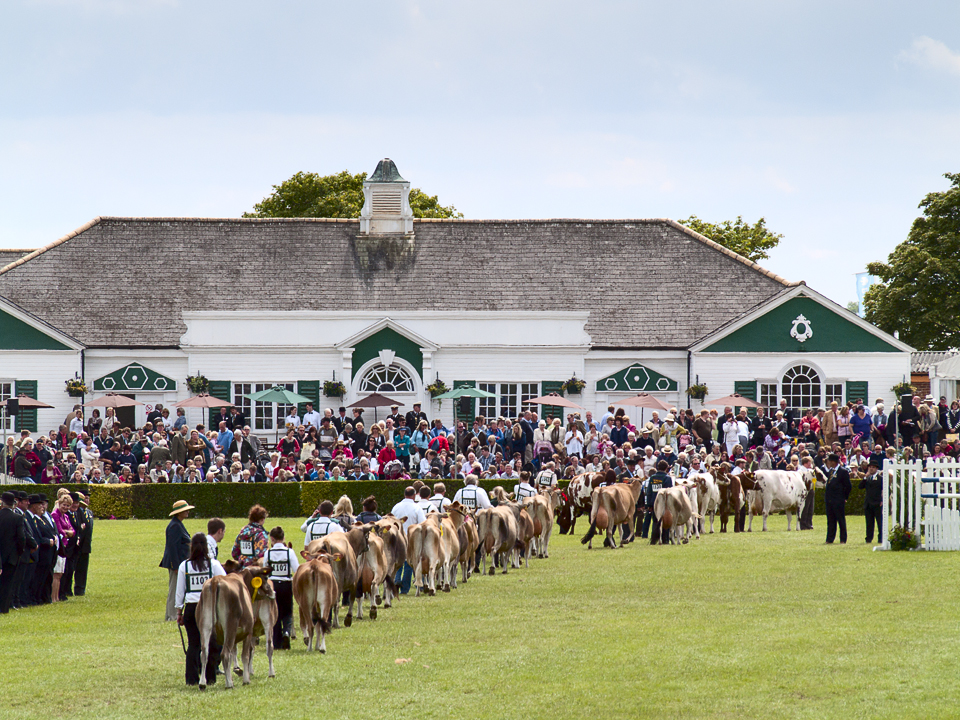 Cattle parade, Great Yorkshire Show 2011