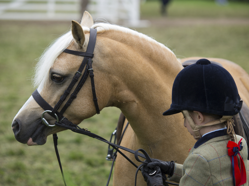 Great Yorkshire Show, 2015