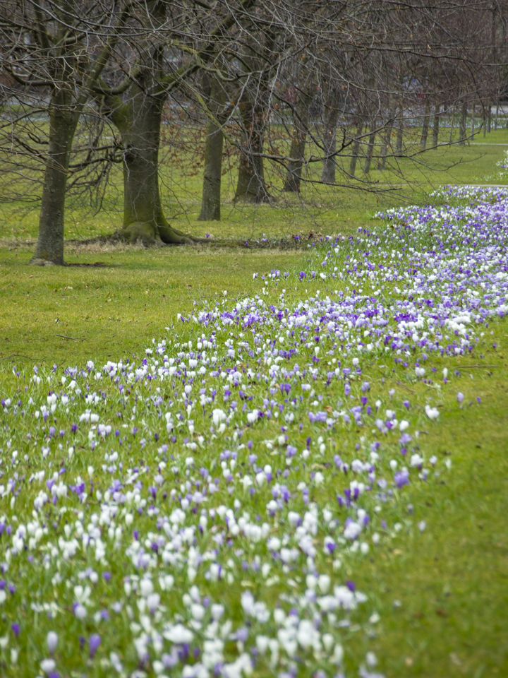 Harrogate Stray