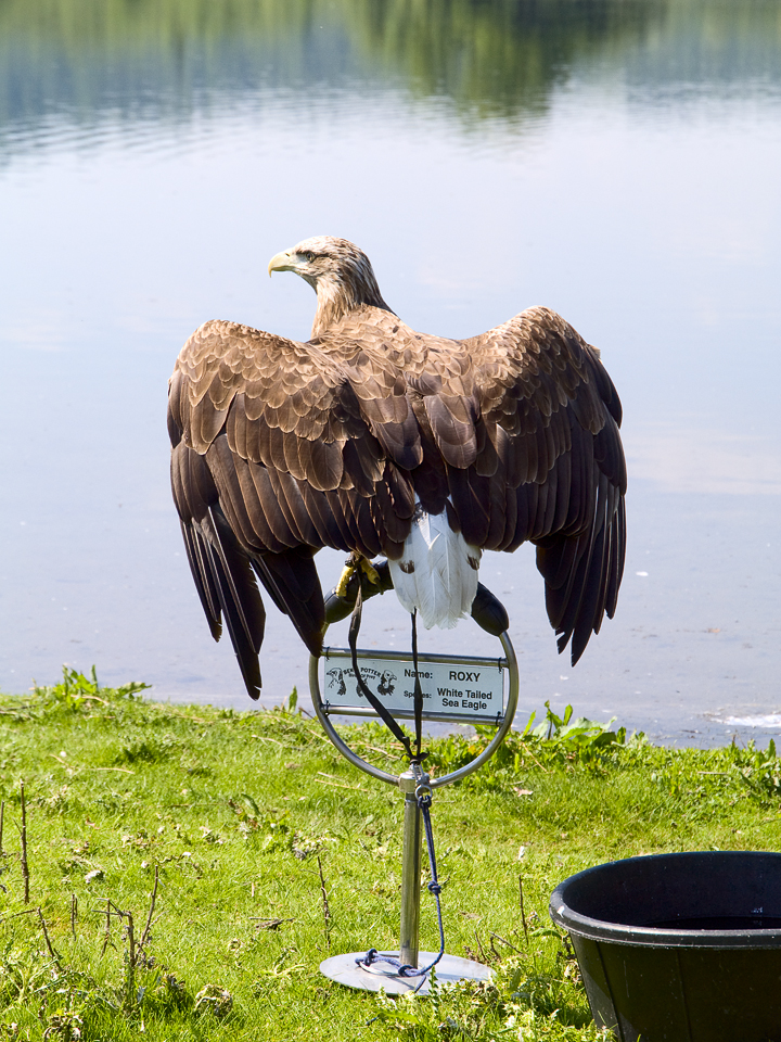 White tailed sea eagle, Otley show 2010