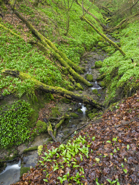 Sougha Gill, Skipton Woods