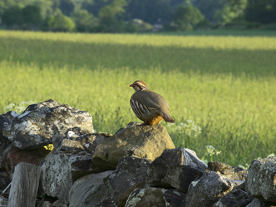 Grouse