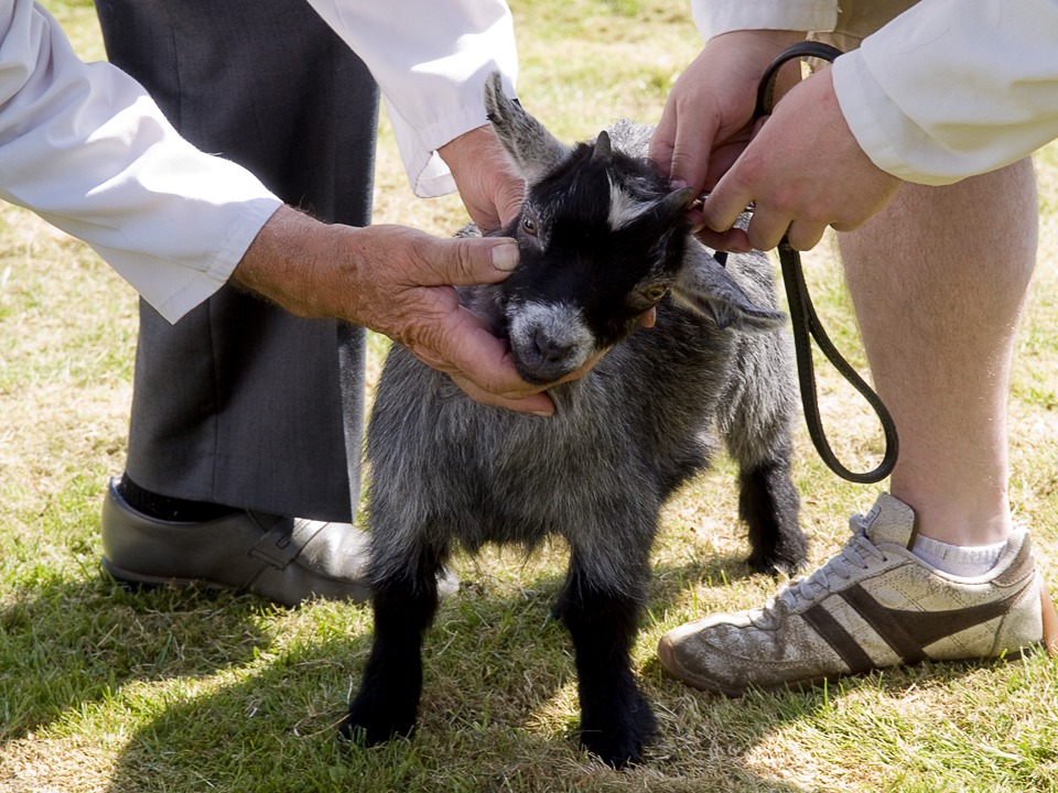 Pygmy goat