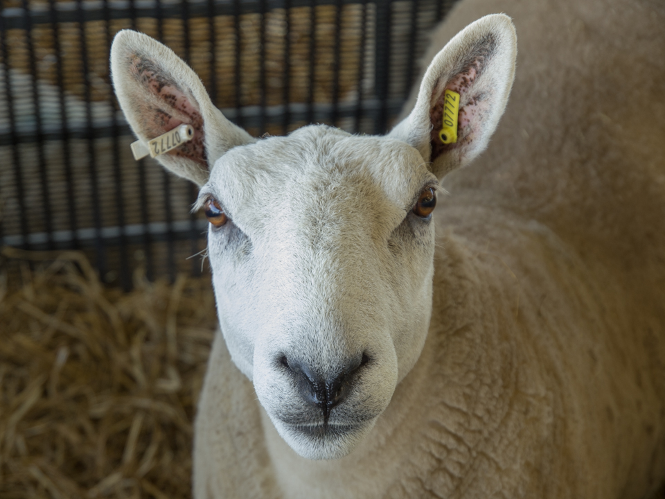 Great Yorkshire Show, 2016