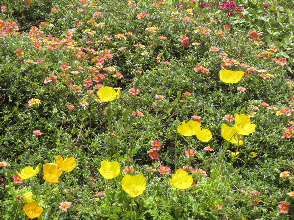 Golden Acre Park