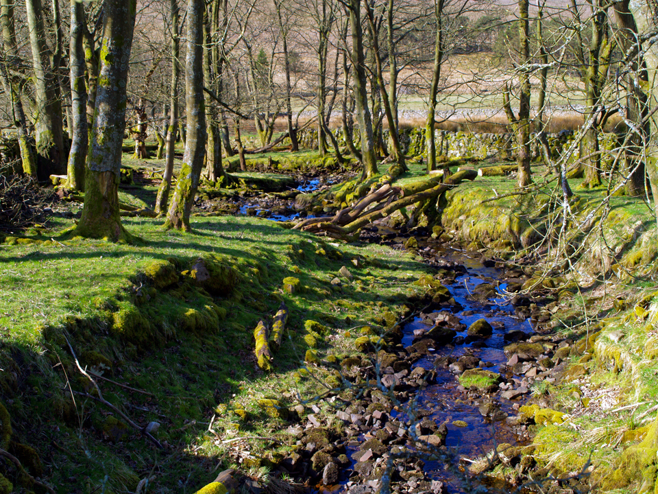 Nethergill