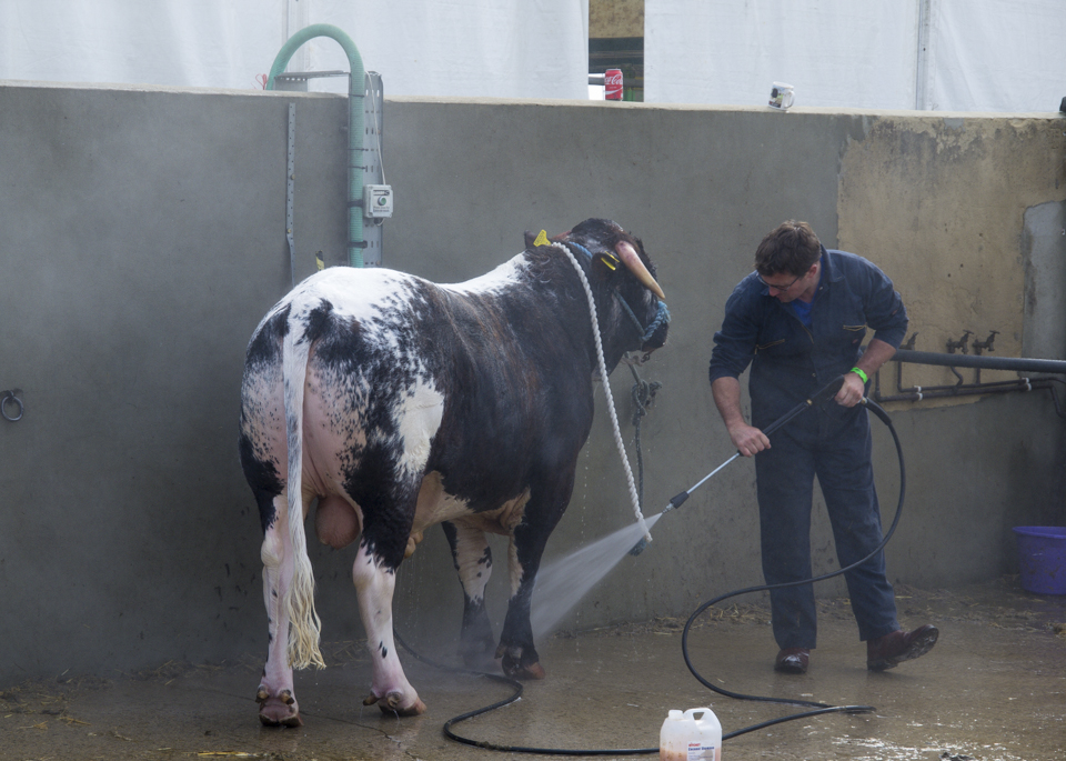 Great Yorkshire Show, 2015