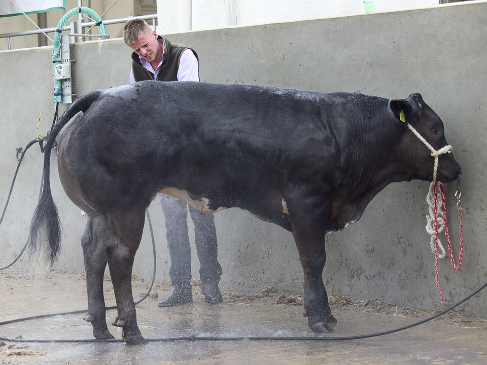 Cattle wash, Great Yorkshire Show