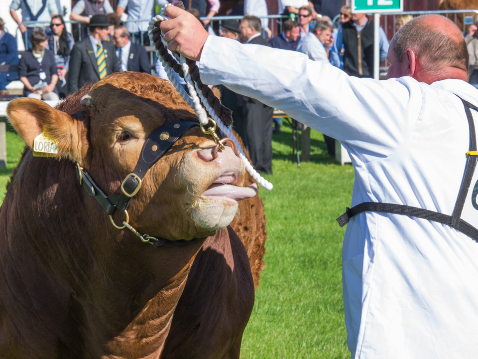 Great Yorkshire Show, 2016