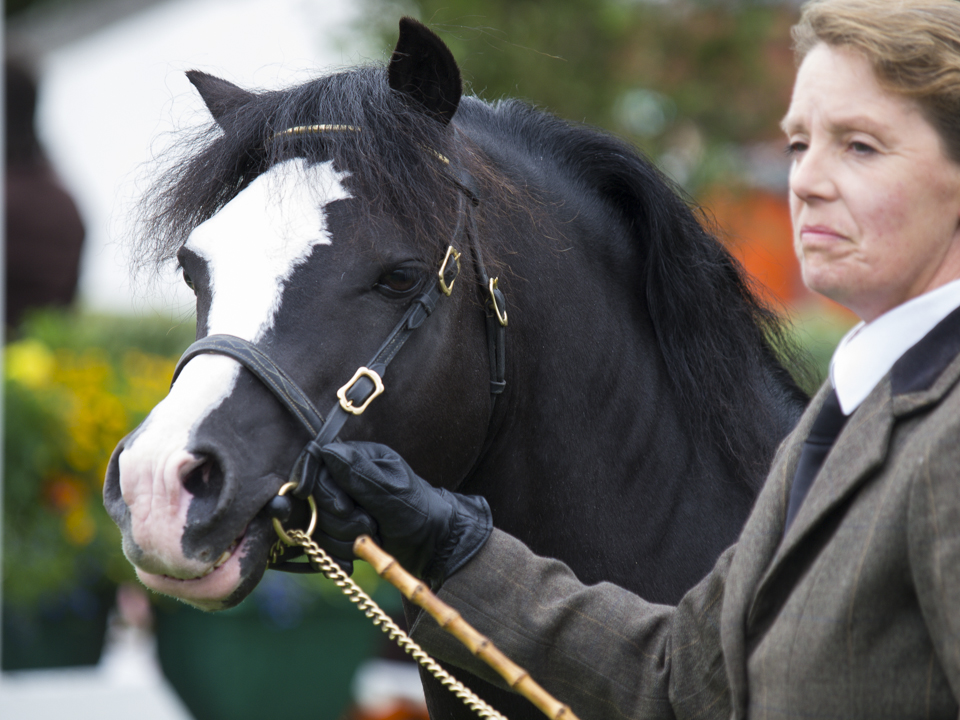 Great Yorkshire Show, 2015