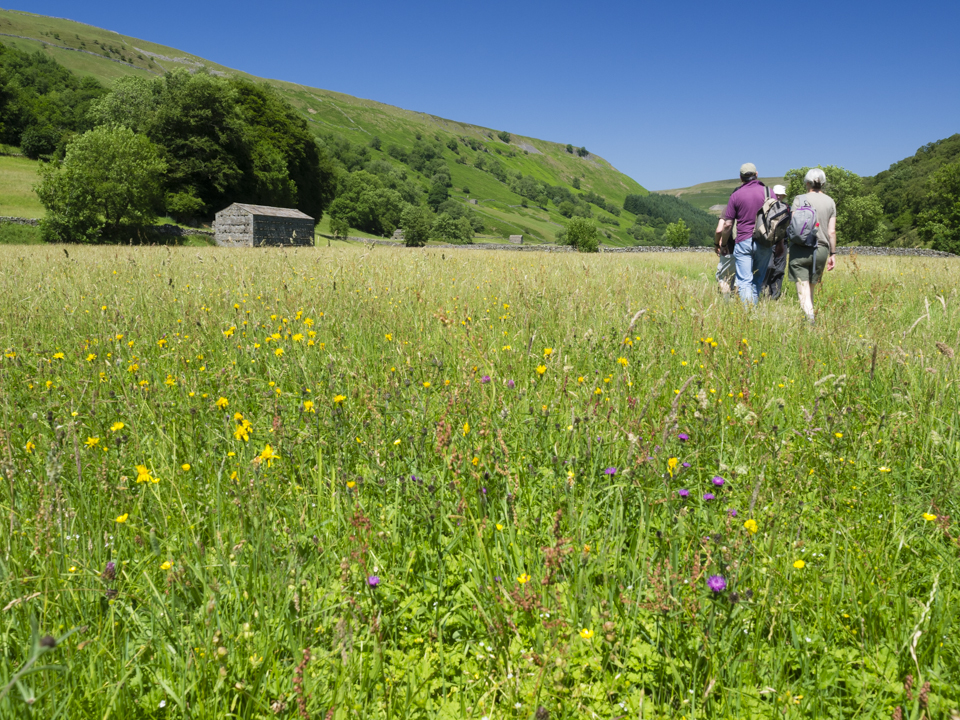 Wild flower meadows, Muker