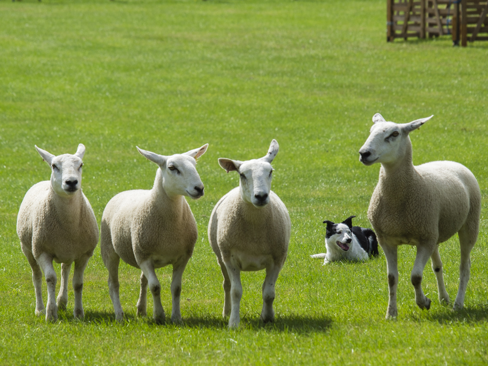 The Great Yorkshire Show, 2023