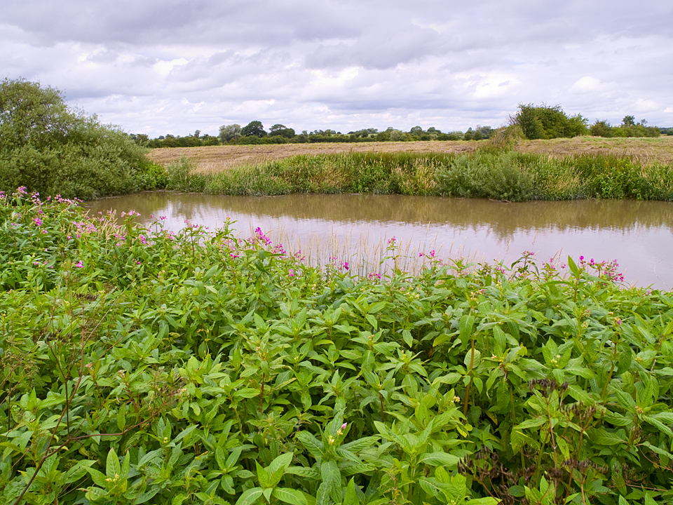 River Wharfe at Cawood