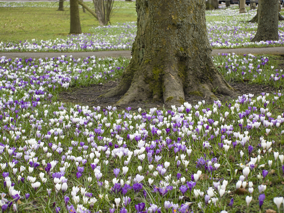 Harrogate Stray in Spring