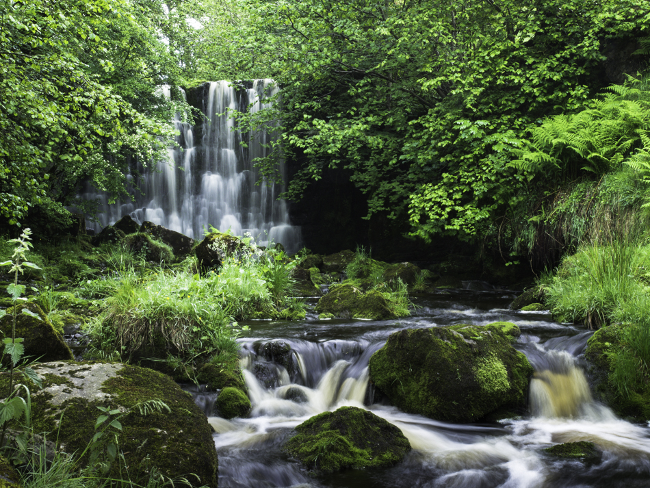 Scale Haw Force
