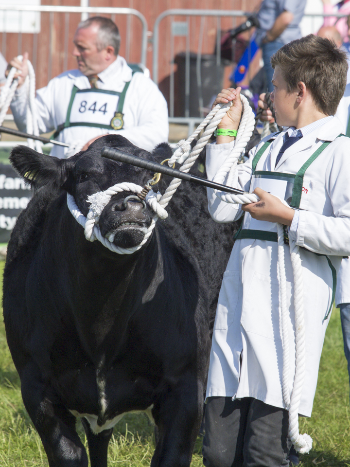 Great Yorkshire Show, 2015