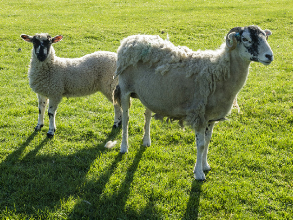 Sheep, Reeth