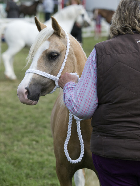 Horse and handler, Great Yorkshire Show