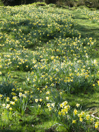 Daffodils, Farndale