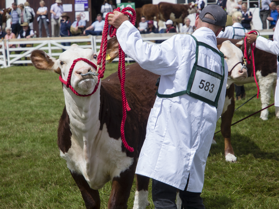 The Great Yorkshire Show, 2023