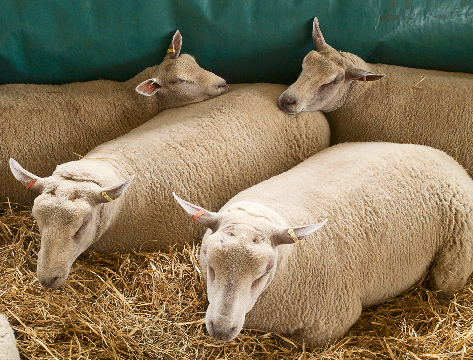 Sheep, Great Yorkshire Show, 2011
