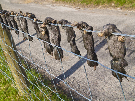 Dead moles at Heathfield in Nidderdale