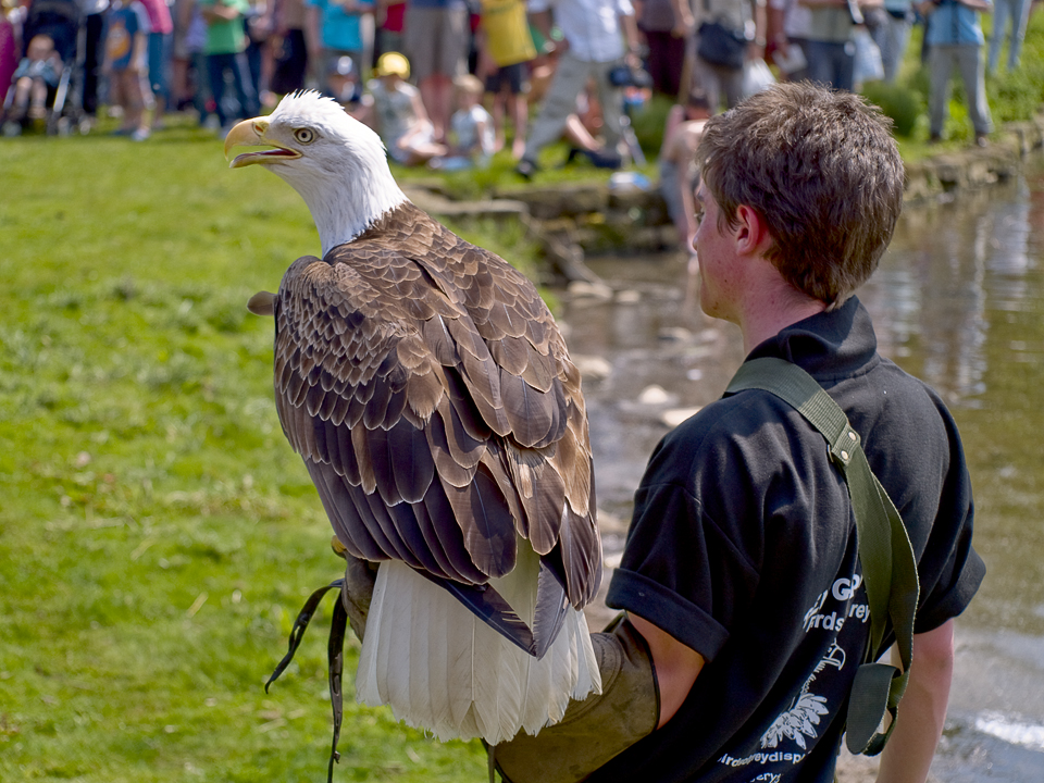 White tailed sea eagle and handler, Otley show 2010