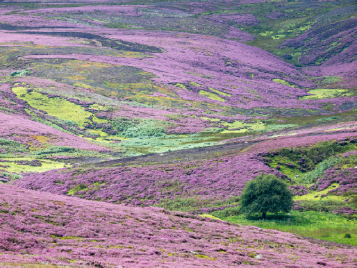 Heather covered moors, Reeth