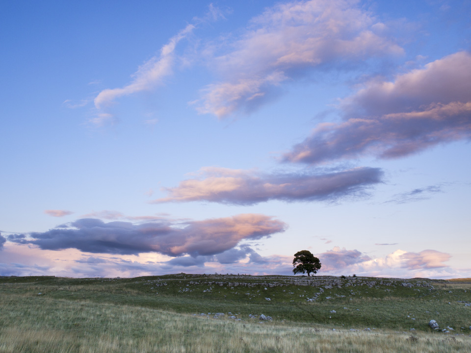 Lone tress near Malham