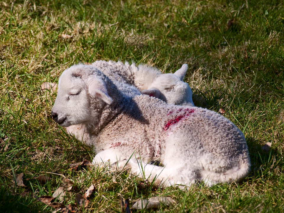 Sleeping lambs