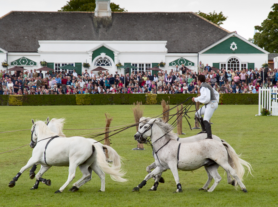 Lorenzo, Great Yorkshire Show, 2011