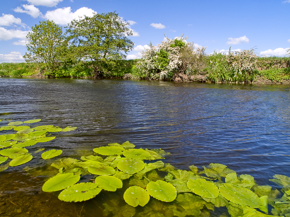 River Wharfe at Newton Kyme