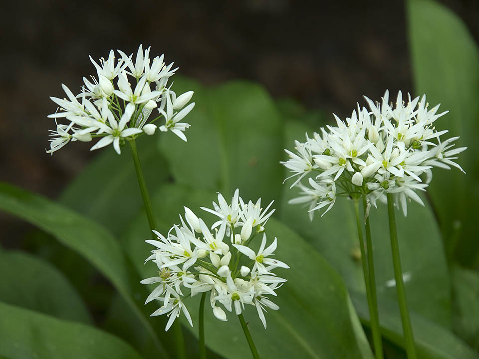 Wild garlic