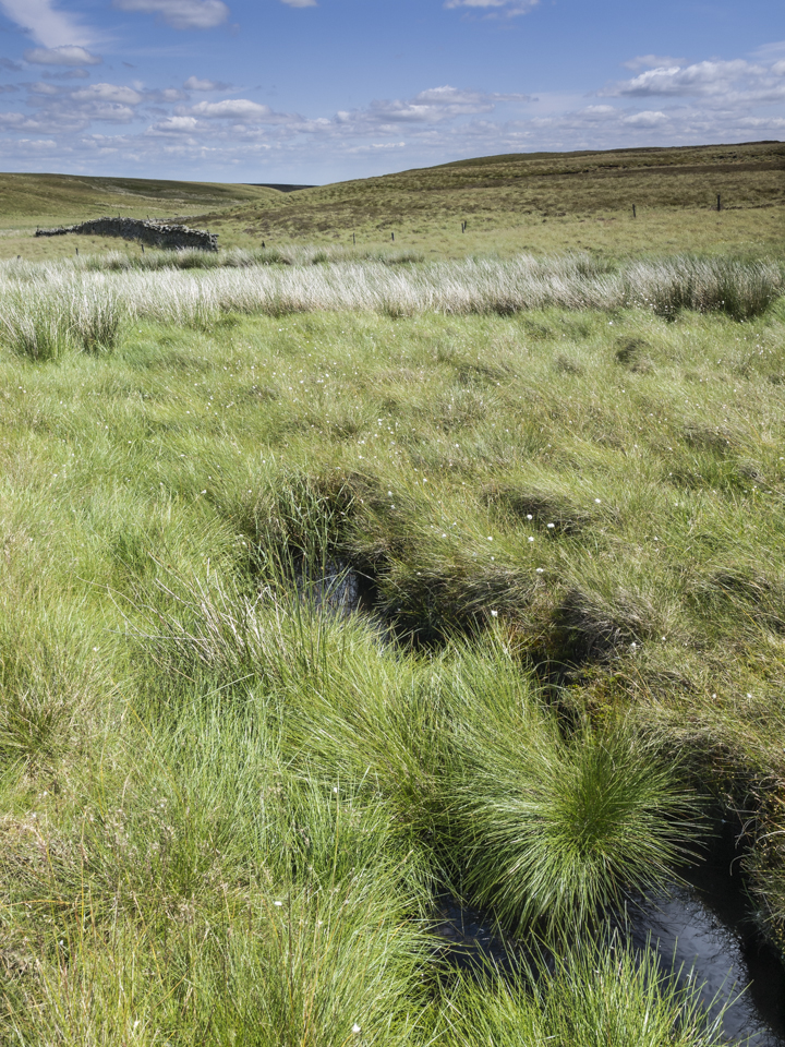Washburn Head