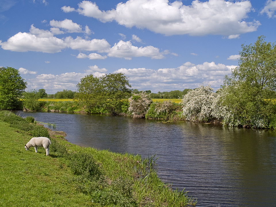River Wharfe at Newton Kyme
