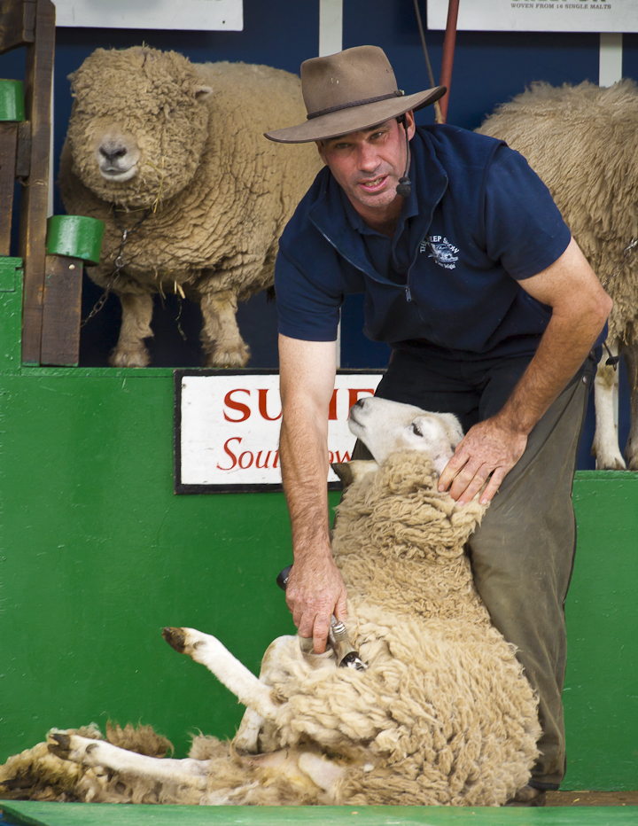 Sheep Shearer