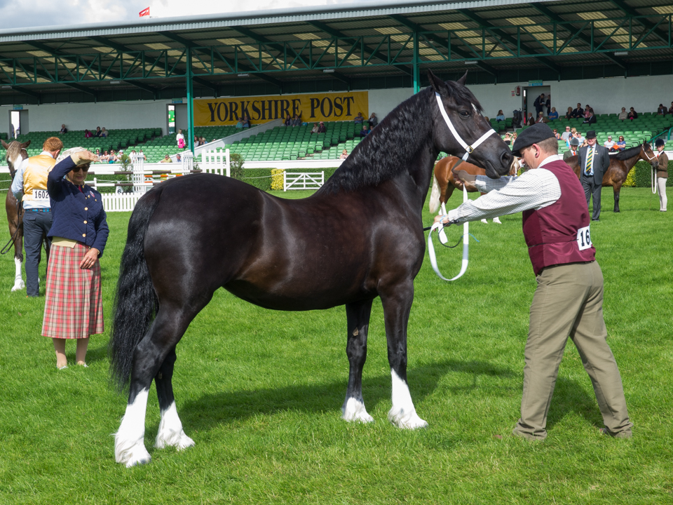 Great Yorkshire Show, 2016