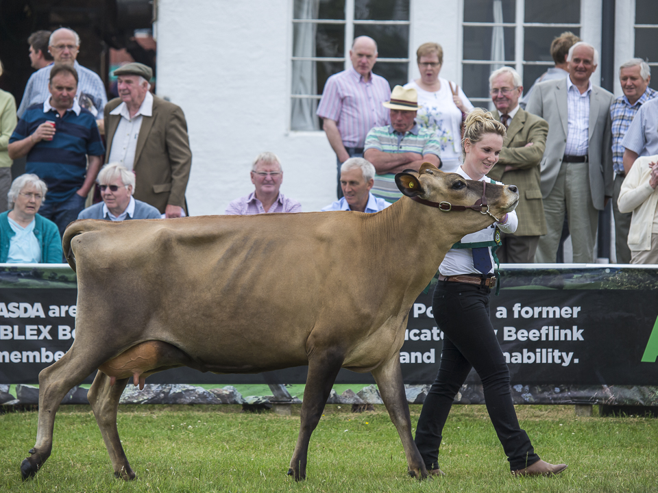 Jersey cow, Great Yorkshire Show