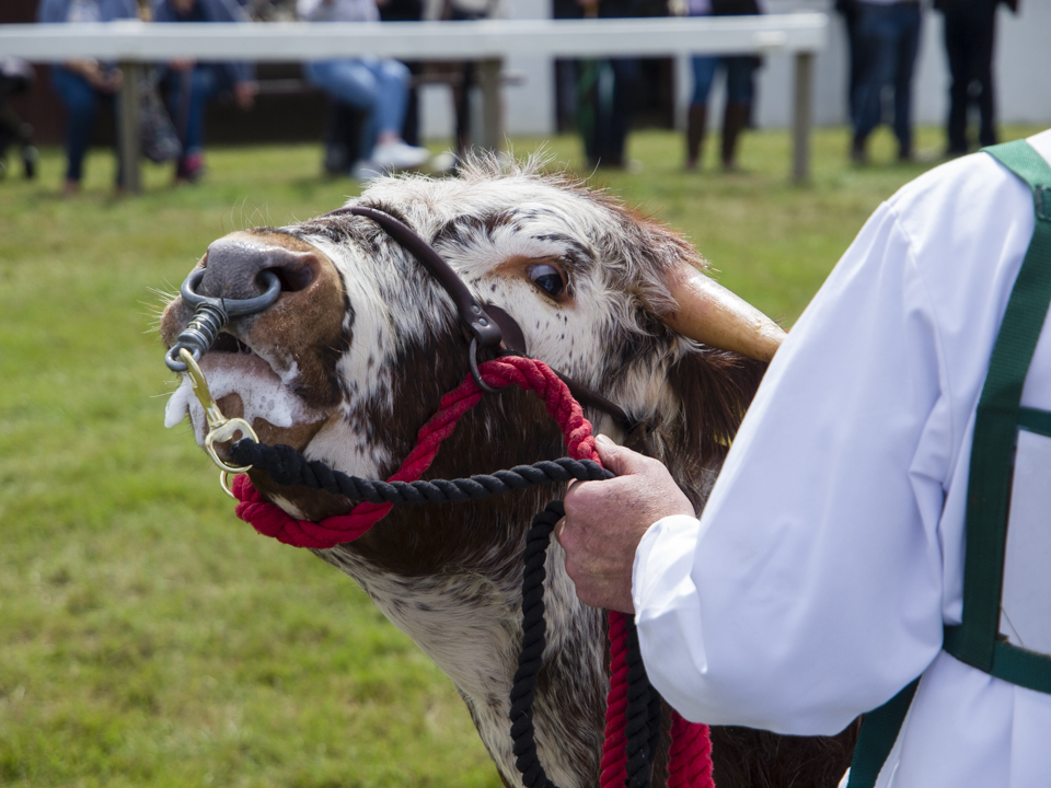 The Great Yorkshire Show, 2023
