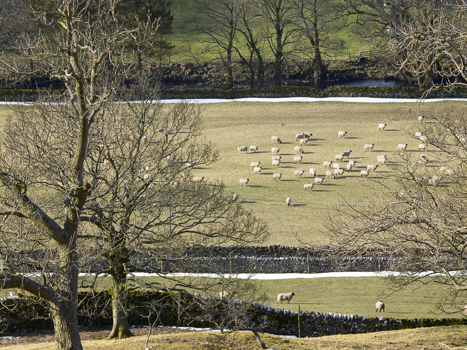 Sheep, Arncliffe, Littondale