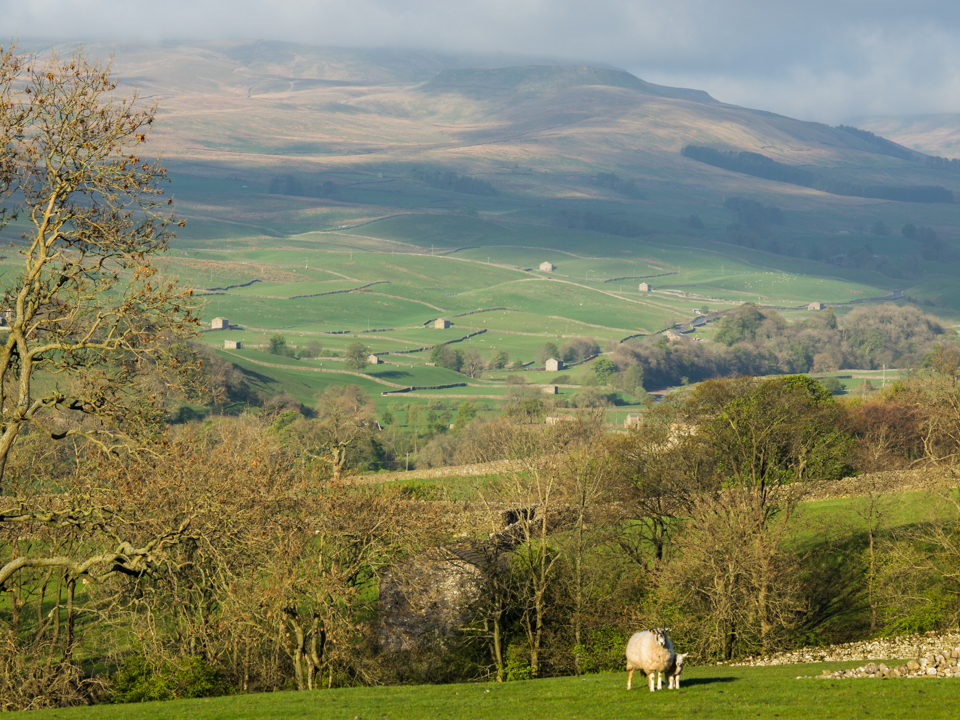 Upper Wensleydale from Askrigg Common