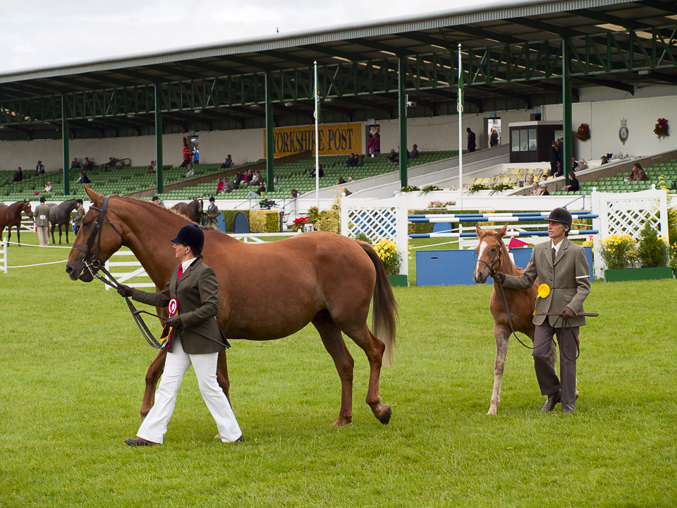Great Yorkshire Show, 2011