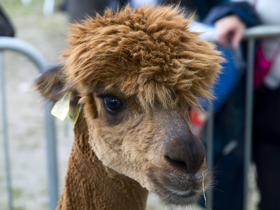 Alpaca at the Great Yorkshire Show, 2010