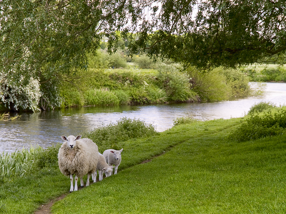 Riverside path, Newton Kyme