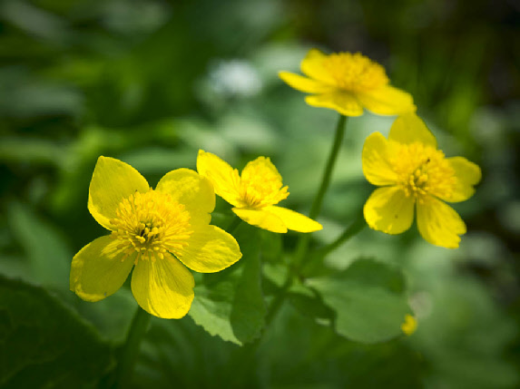 Marsh marigolds