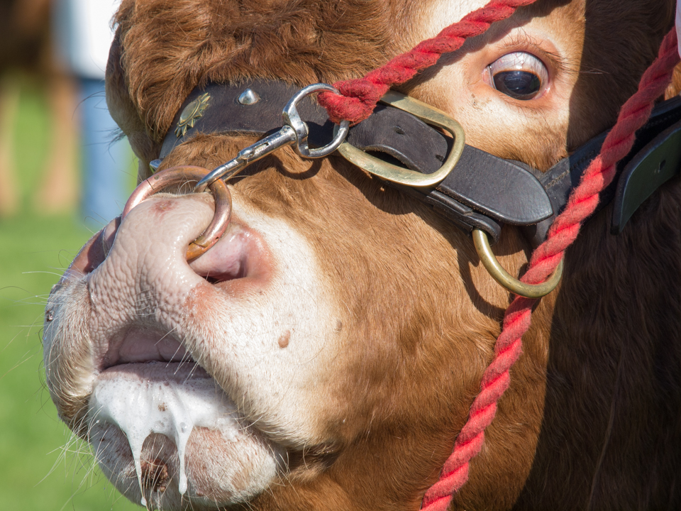 Great Yorkshire Show, 2016