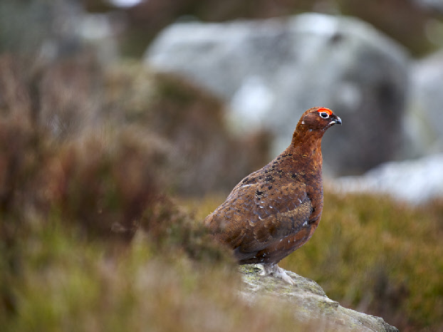 Grouse on Simon's Seat