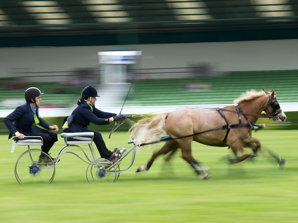 Scurry, large ponies, Great Yorkshire Show.