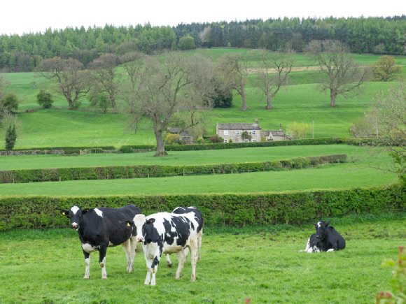 Countryside at East Witton